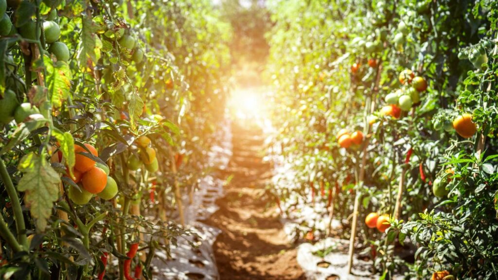 campo pomodori agricoltura