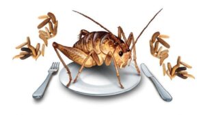 insetti nel piatto farina di insetti grillo