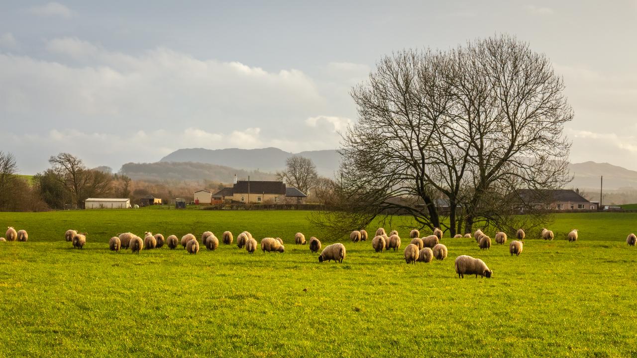Pecore al pascolo in un verde campo scozzese di pianura, in una giornata invernale nuvolosa, Dumfries and Galloway, Scozia