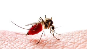 Zanzara che può trasmettere la febbre Dengue