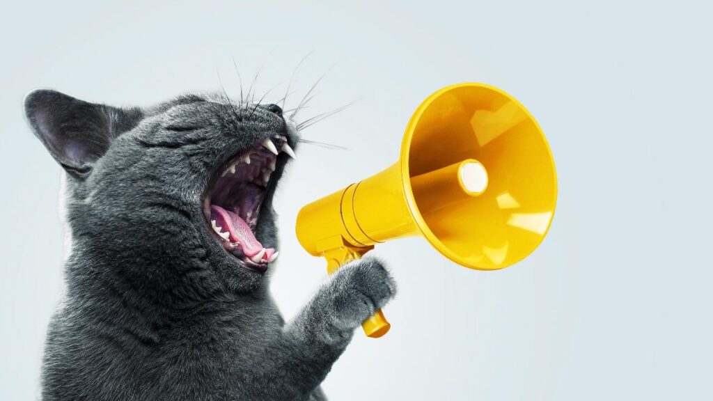 gatto megafono propaganda sondaggio