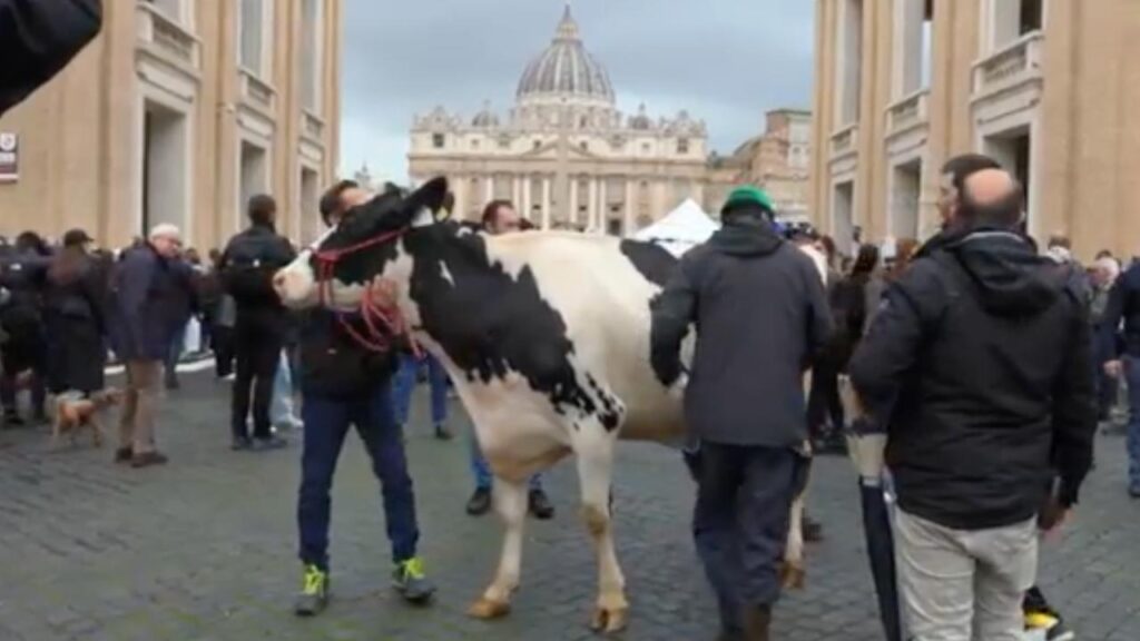 Protesta agricoltori - Vietato l'ingresso alla mucca in Piazza San Pietro a Roma - Febbraio 2024
