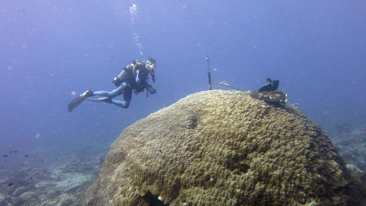 Colonia di Porites studiata per capire i meccanismi di calcificazione dei coralli tropicali e per studi paleoclimatici (Credits: Aline Tribollet, Institut de Recherche pour le Développement).