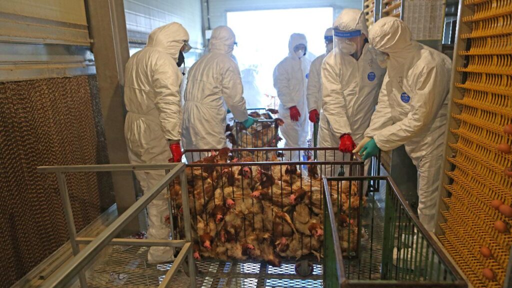 influenza aviaria - Sangju-si, Gyeongsangbuk-do, Corea del Sud - 3 dicembre 2020: Gli agenti di quarantena stanno distruggendo l'anima dei polli per prevenire l'influenza aviaria in un allevamento di pollame