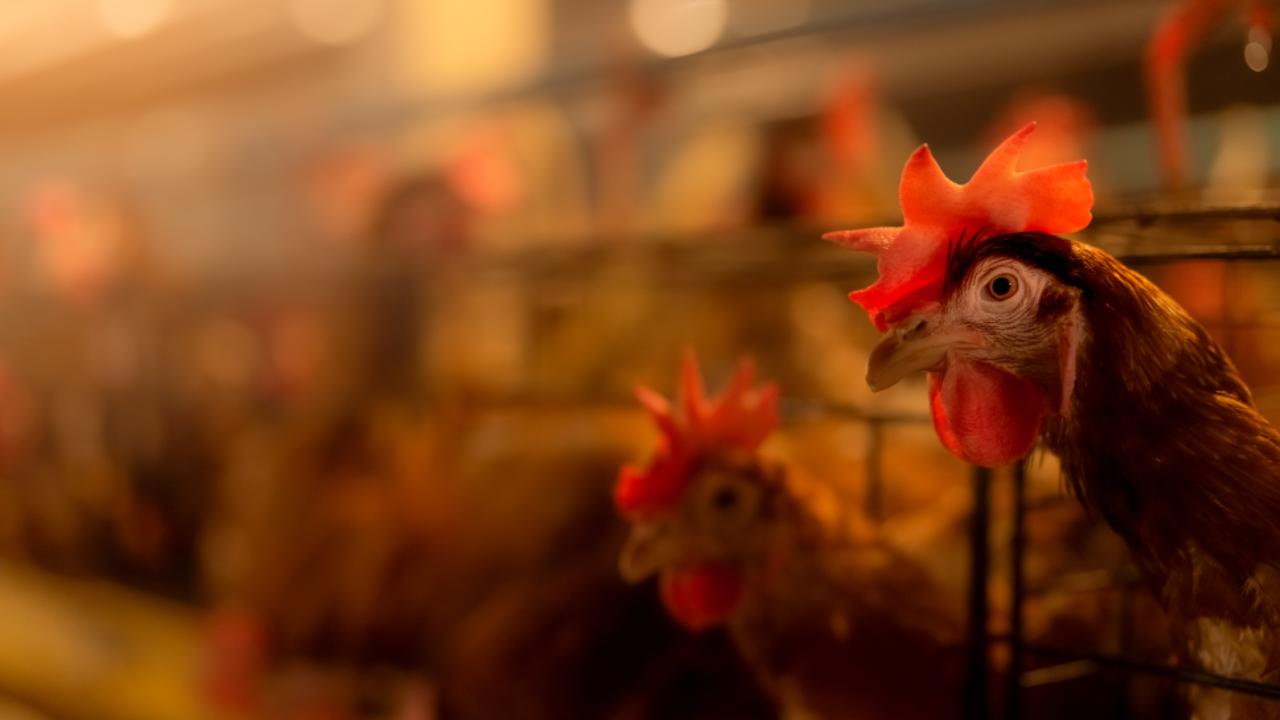 galline allevamento galline influenza aviaria