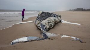 balena spiaggiata