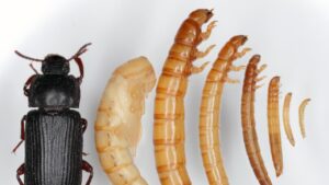 Tenebrio molitor insetti