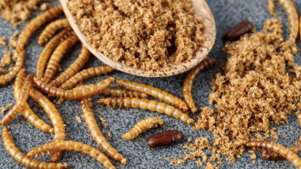 farina di insetti Tenebrio molitor