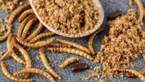 farina di insetti Tenebrio molitor