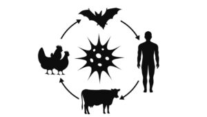 spillover salto di specie contagio