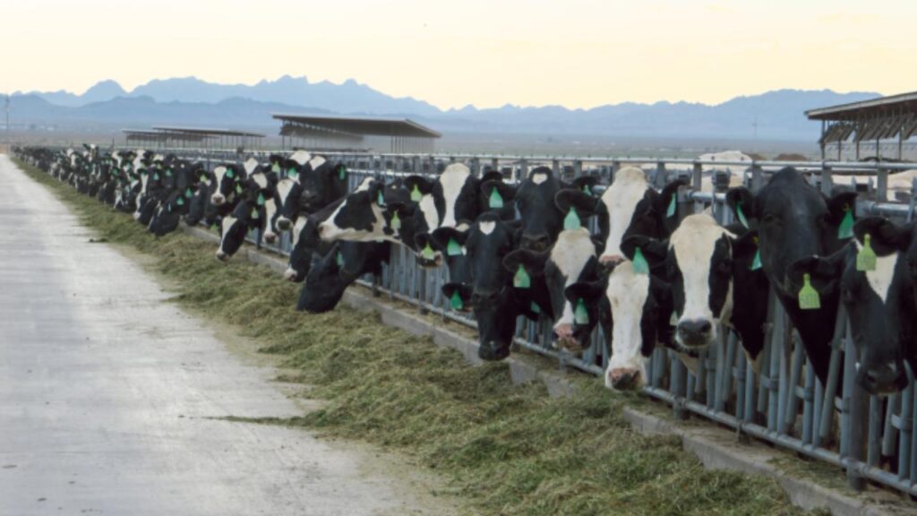 allevamento mucche Arizona