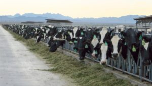 allevamento mucche Arizona